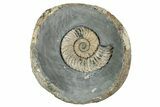 Jurassic Ammonite (Caenisites) Fossil - Dorset, England #240742-1
